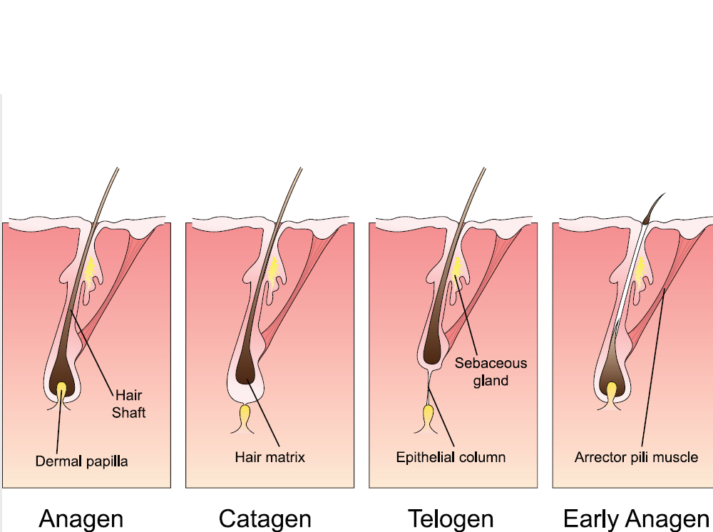 how-does-hair-grow-a-touch-of-hair